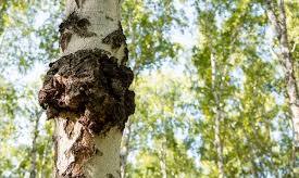 Unveiling the Potency of Birch Chaga: Exploring its Distinctive Phytochemical Composition Compared to Other Chaga Varieties