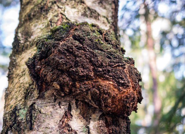Birch Chaga: A Medicinal Treasure