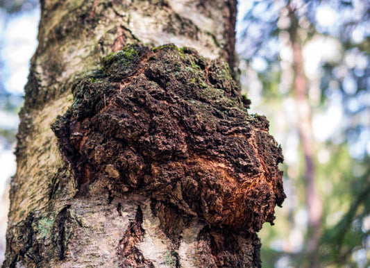 Birch Chaga: A Medicinal Treasure