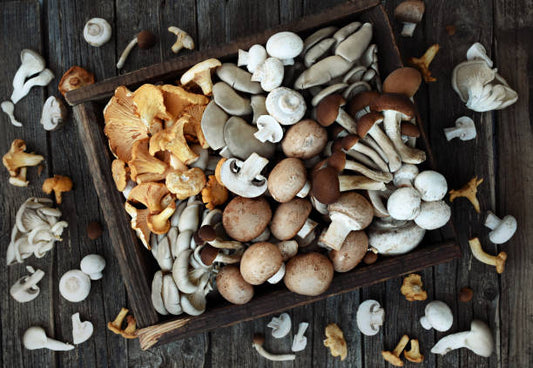 What are functional mushrooms?