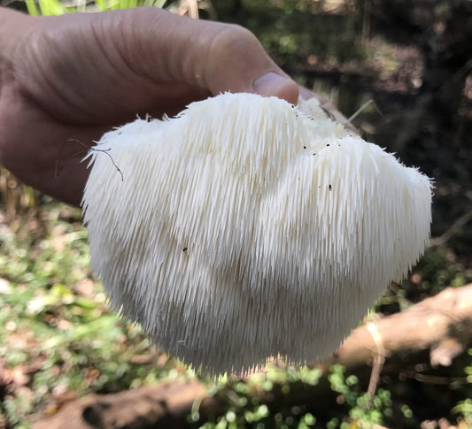 Lion's Mane Mushrooms: Enhancing Cognitive Clarity and Heightening Brain Function