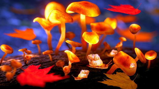 Comparing the Effects and Uses of Functional Mushrooms vs Psilocybin Mushrooms
